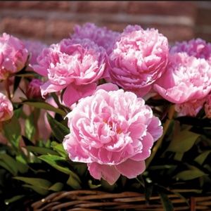 Meet your Posher, Perry